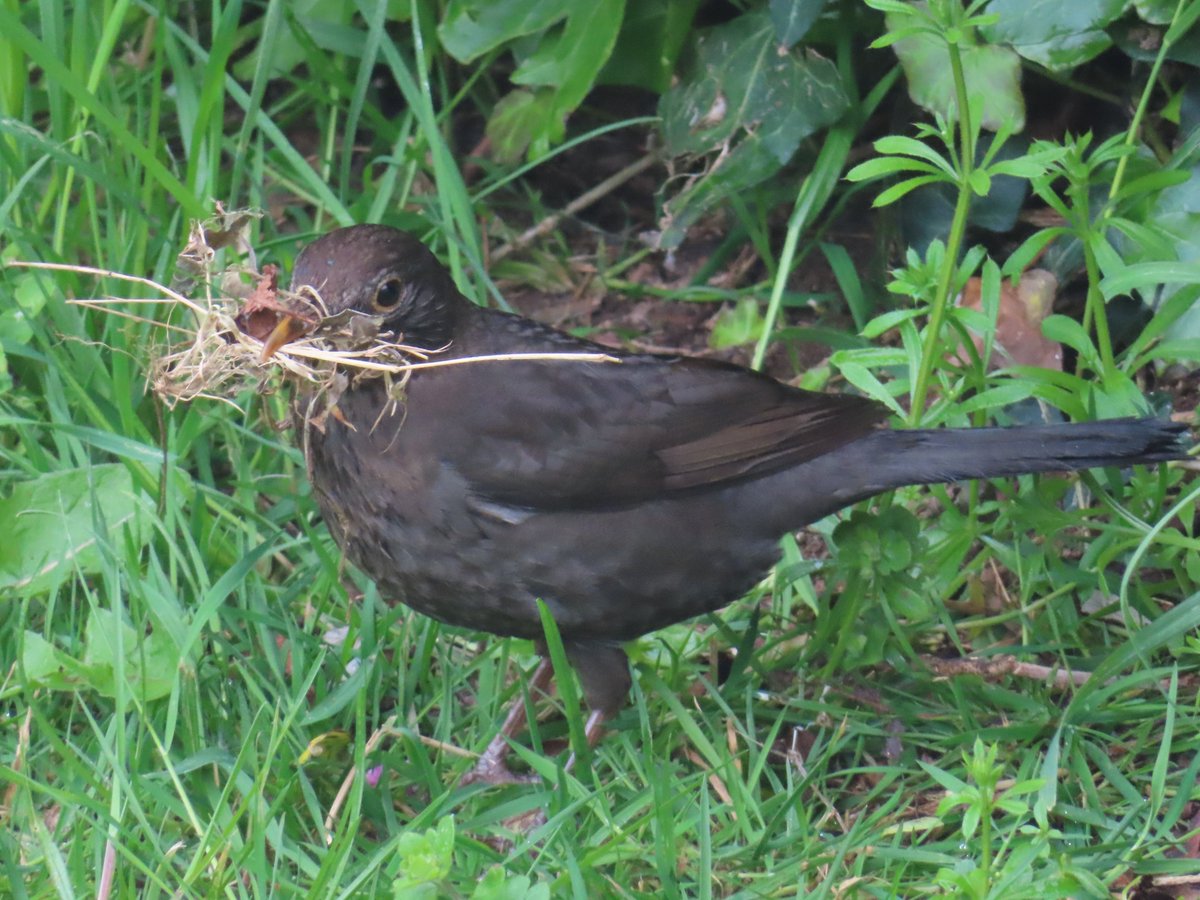Getting her second nest ready after the first family have fledged and probably gone away. X