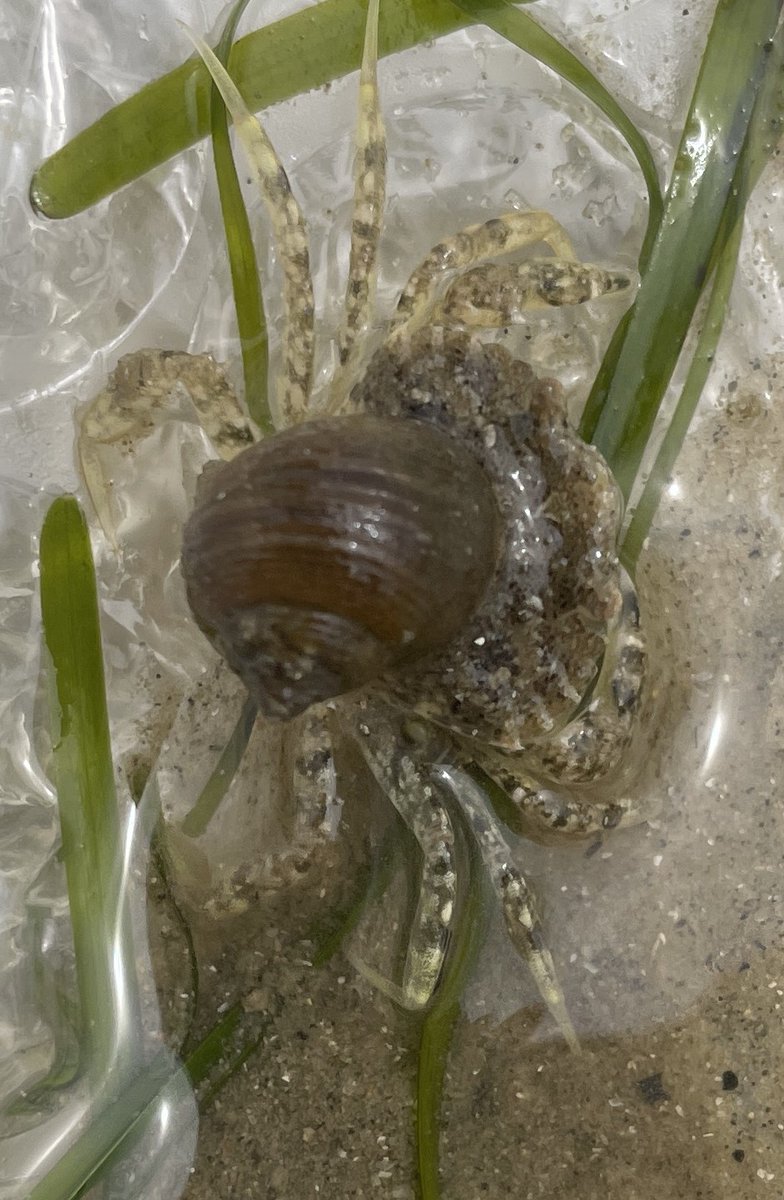 When you are too sleepy to slide slowly over the #seagrass it could be handy to hitch a ride on a passing crab, like this lazy Littorina! 
Or perhaps this particular #crustacean really wants to be a #hermit and not a #common shore crab? 🦀🌊