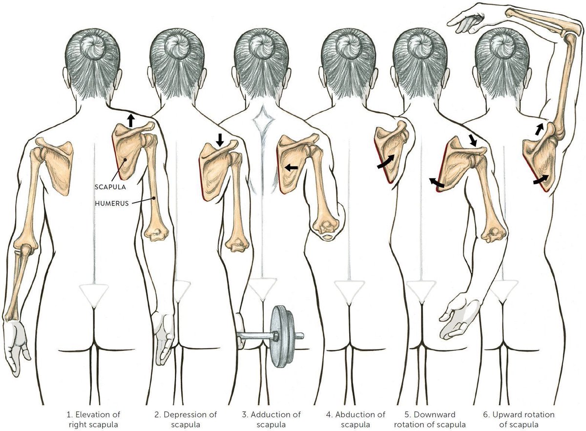 “Scapular movement” การเคลื่อนไหวของเจ้าสะบักทั้ง 6 ทิศทาง (เรียงจากซ้ายไปขวา) 1. ยักไหล่ขึ้น 2. กดไหล่ลง 3. หนีบสะบักไปด้านหลัง (อันนี้เลิฟๆอยากให้ออกเยอะหน่อย) 4. เอื้อมสะบักไปด้านหน้าคล้ายห่อไหล่ 5. เอาแขนไขว้หลัง (คล้ายติดตะขอชุดชั้นใน) 6. ยกแขนขึ้น/กางแขน สะบักจะเอื้อมขึ้นบน