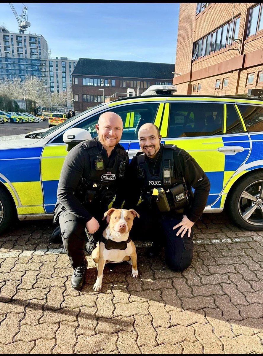 GOOD NEWS! From Milton Keynes Police 🚨 You may remember Bailey the dog (pictured on a recent visit back to Milton Keynes Police Station) who was seized by Officers from the CMK Neighbourhood Policing Team towards the end of 2023 after being assaulted by his owner at the time.