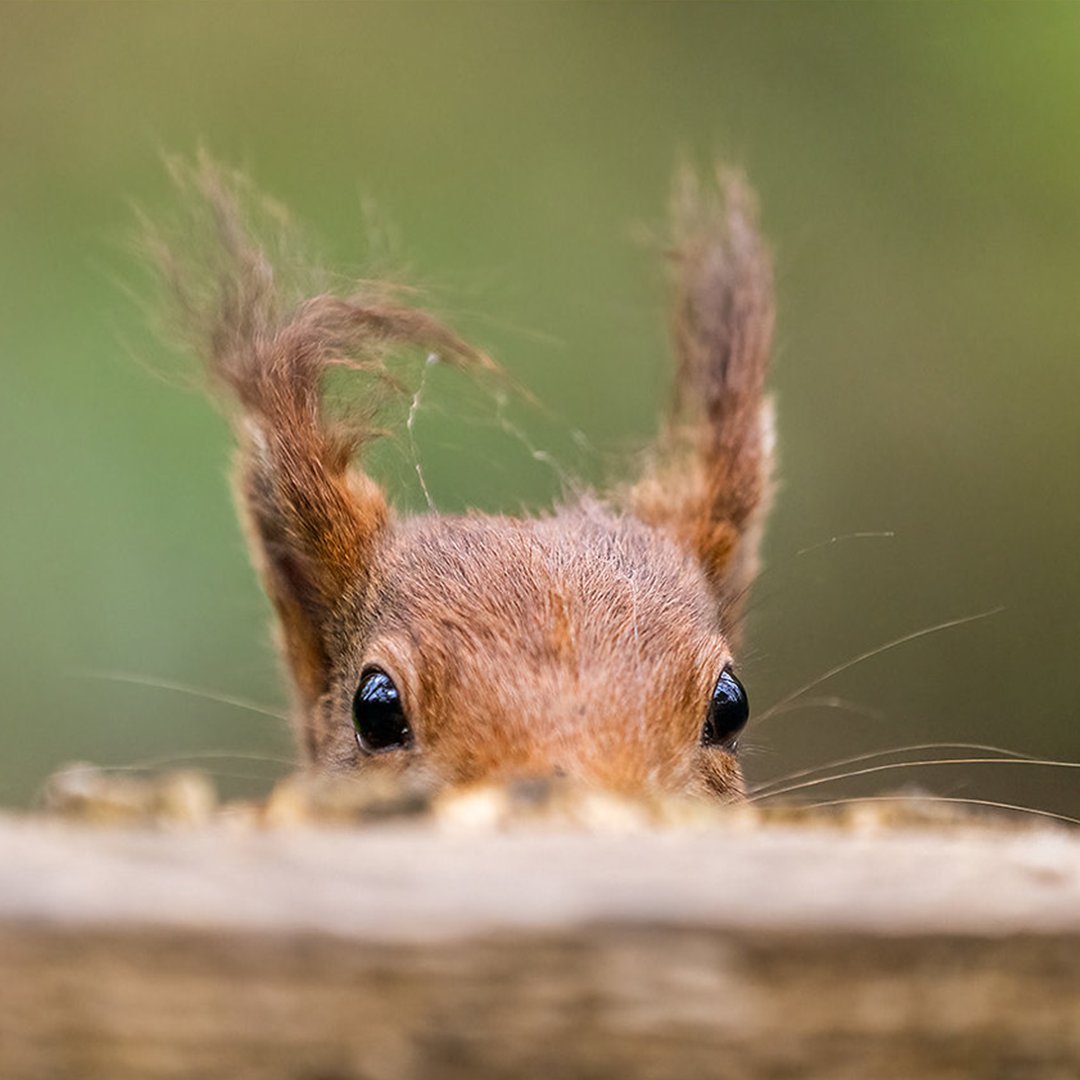 Soon 🌱 
#Springwatch 

📸 Red squirrel by Peter Starling Photography on Flickr
