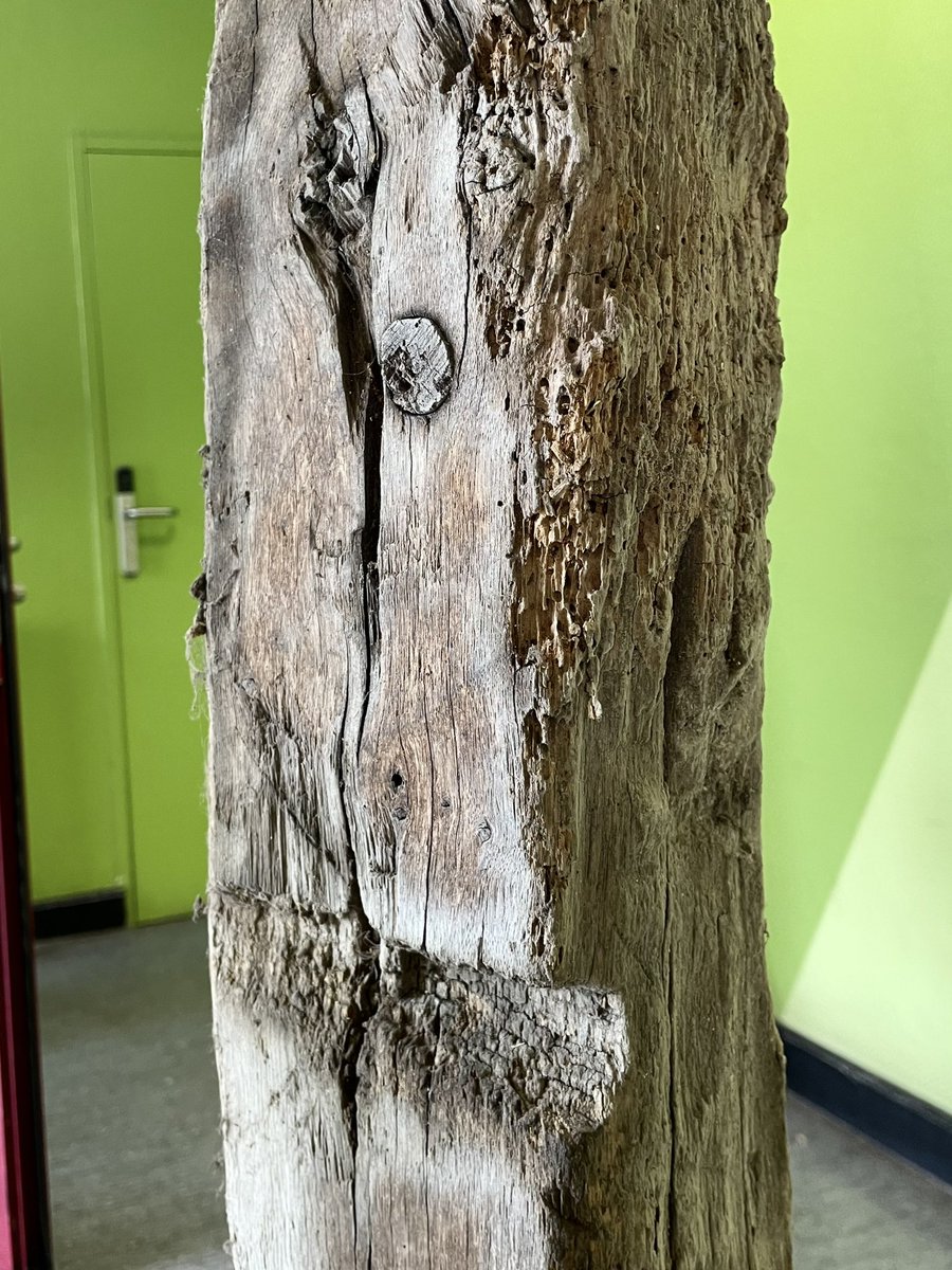 DAndreaRobb's tweet photo. Belle surprise à #Puycelsi, où le propriétaire d’une maison en rénovation nous a offert des vieilles poutres dont il voulait se débarrasser. Un déchet pour certains, un trésor pour d’autres ! #Bosca @NicocoPoirier @Occitanie @umr5608_traces @GEODE8 https://t.co/hEgBRY0Z6P