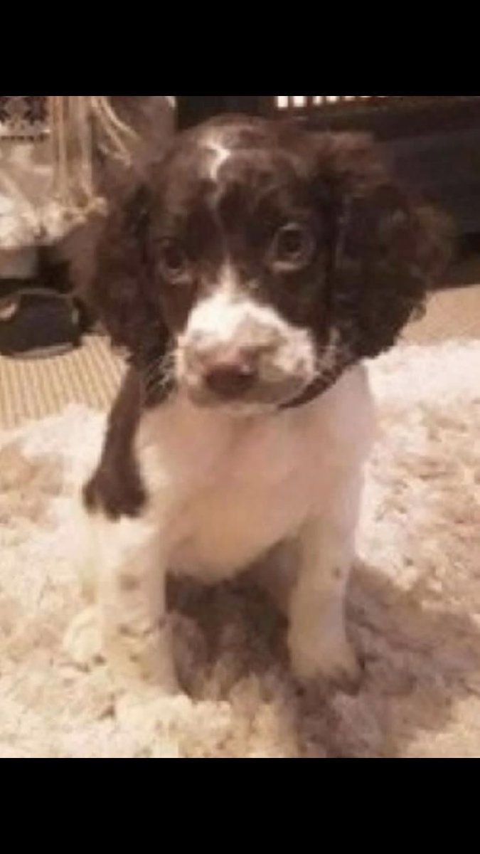 RachaelB100's tweet photo. #SpanielHour

PEPPA &amp; RUBY
Sadly still #Missing #Stolen from Kennel #PetTheft
Since 11/01/2017
#SouthEast #SO45
Could be Anywhere! 
#Chipped #ScanThatChip

PEPPA #ESS Puppy will now be adult
https://t.co/1wVcRhcAcB

RUBY #CockerSpaniel Adult 
https://t.co/9V7X9G8UnW https://t.co/APJszGhIEk