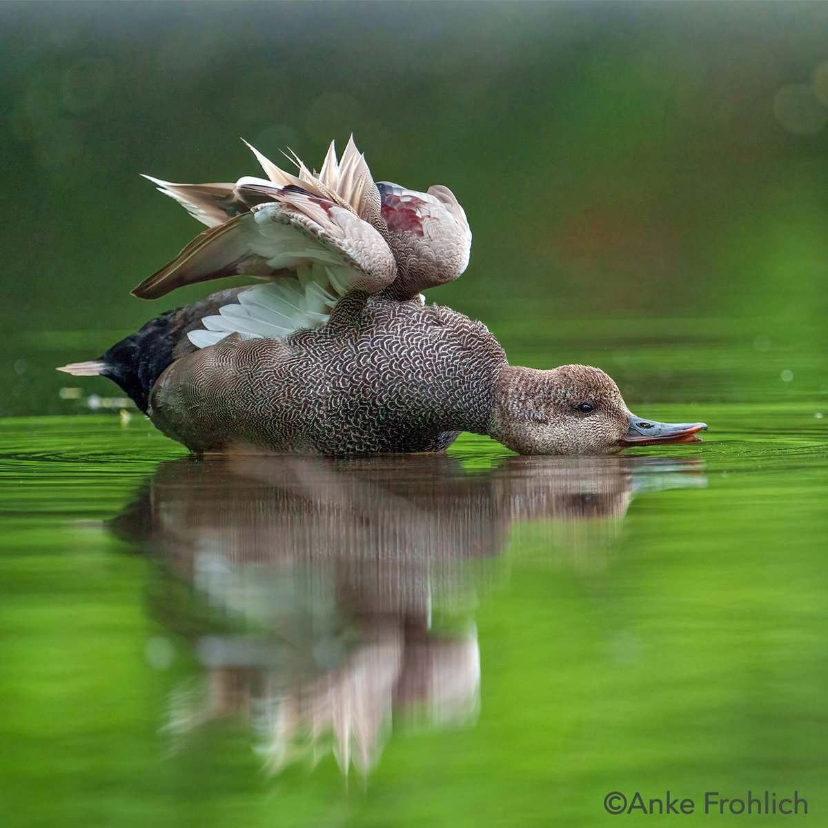 A welcome relief for warbler neck: Gadwall stretching and displaying its feathers. Last week at Central Park’s pool. #birds #birdwatching #nature #nyc #CentralPark #birdcpp #inaturalist #birding