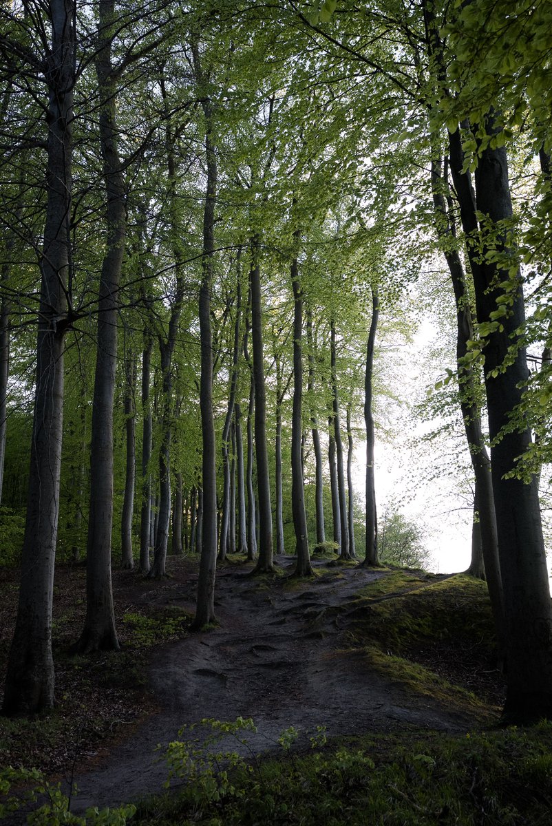 Hiking trail through a beech forest || Hochuferweg durch die Granitz #rügen #landscapephotography #trees #naturephotography #photography