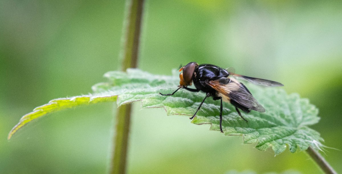 Hoverfly, Volucella pellucens, Hartham Common, Hertford, 15/05/2025
@HMWTBadger @ThePhotoHour