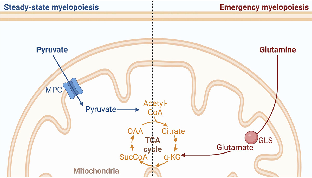 Pizzato, Bhattacharya and colleagues show that mitochondrial pyruvate metabolism and glutaminolysis toggle steady-state and emergency #myelopoiesis. hubs.la/Q02x0fj80

From our #Myeloid #StemCells and #Leukemia collection: hubs.la/Q02x0fj90