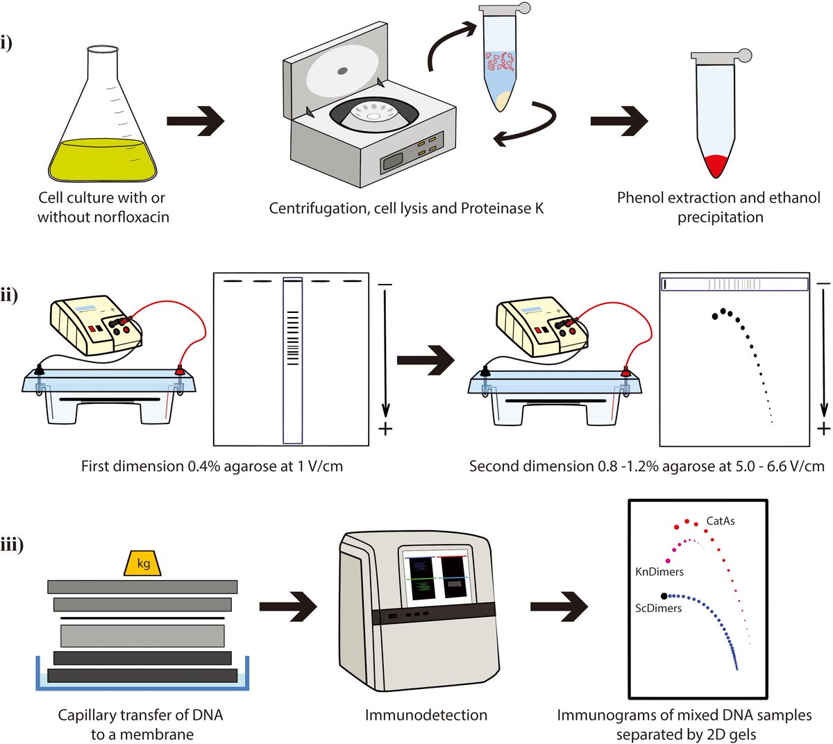 Optimization of 2D agarose gel electrophoresis for analyzing DNA topology.
bio-protocol.org/en/bpdetail?id…

🔹 The method enriches DNA samples for these topoisomers, which are later analyzed by 2D gels or microscopy. Key features include the ability to

#research #molecularbiology