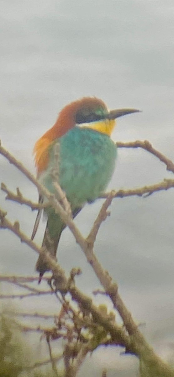 #mrmatt_ashman (@ashmanmrmatt) on Twitter photo Nice couple of days away <a href="/PortlandBirdObs/">Portland Bird Observatory</a> last week, nightingale was new for me which doesnโt happen often and saw my first Bee-eater, fantastic place and team will definitely be returning ๐ Nice couple of days away <a href="/PortlandBirdObs/">Portland Bird Observatory</a> last week, nightingale was new for me which doesnโt happen often and saw my first Bee-eater, fantastic place and team will definitely be returning ๐