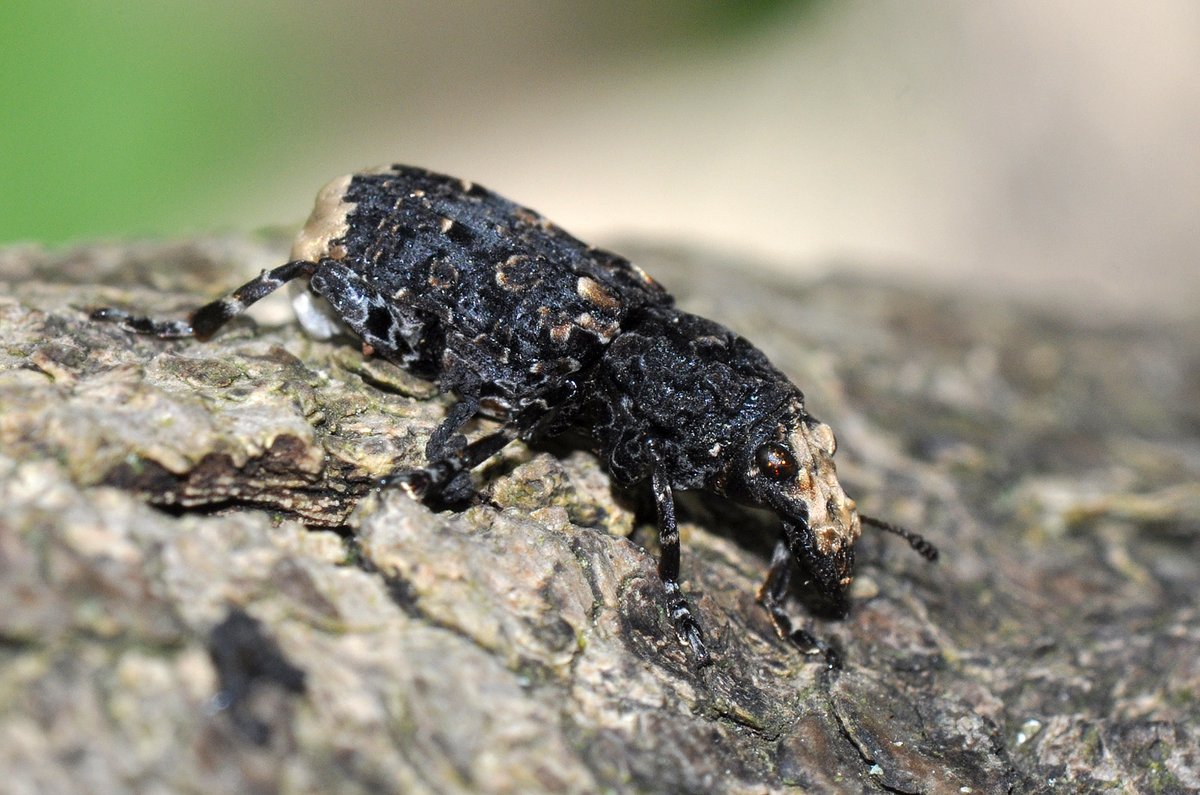 Whilst out surveying a small piece of woodland in Upper Basildon with the Ecology Team this morning I spotted some Cramp Ball fungi (Daldinia concentrica) on an Ash stump & was delighted to see this Cramp-ball Fungus Weevil (Platyrhinus resinosus) next to them @TVERC1 @BBOWT