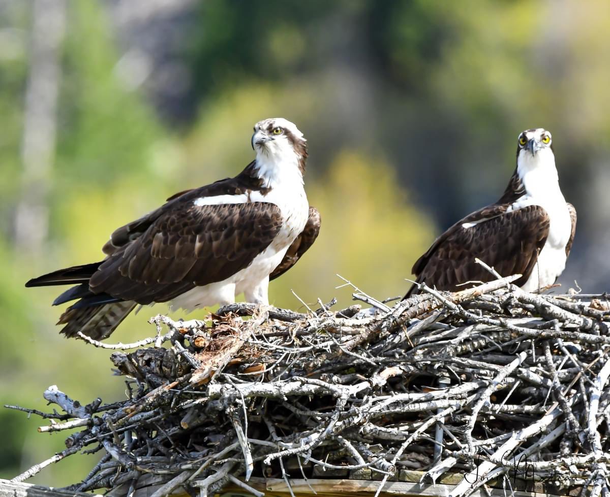 4 May 2024 Iris and her new muse doing some home tending along the Clark Fork River Missoula MT. @HellgateOsprey @MontanaFWP @CornellBirds #Osprey #ClarkForkRiver #MissoulaOsprey #OspreyPhotography