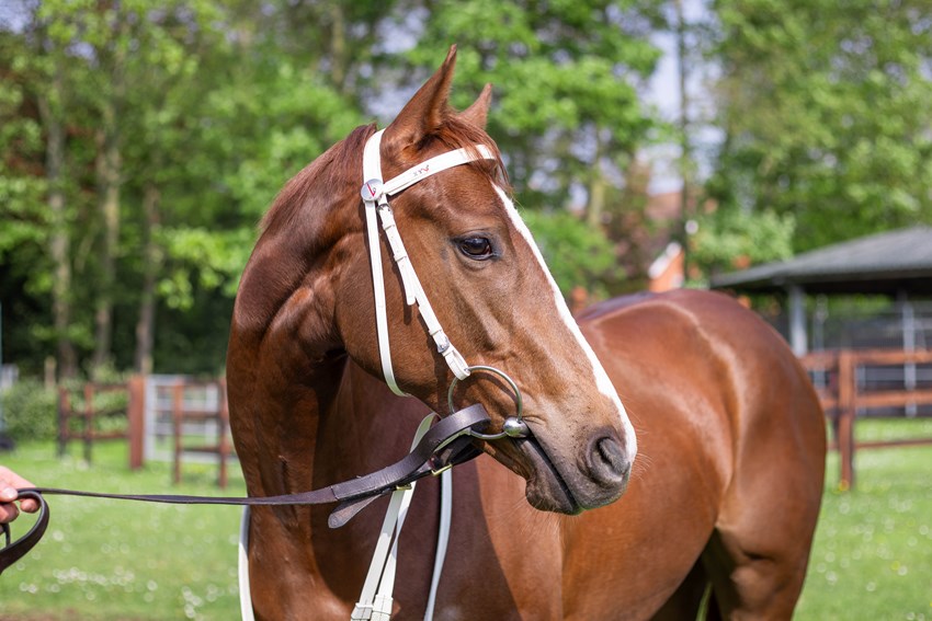 'The syndicate will be run by women, for women, and we're keen to support our fellow ladies in the industry.' Opulence Thoroughbreds launches Opulence Ladies - and this filly Impatiently could get the ball rolling next week 👉 bit.ly/3wBqXmY