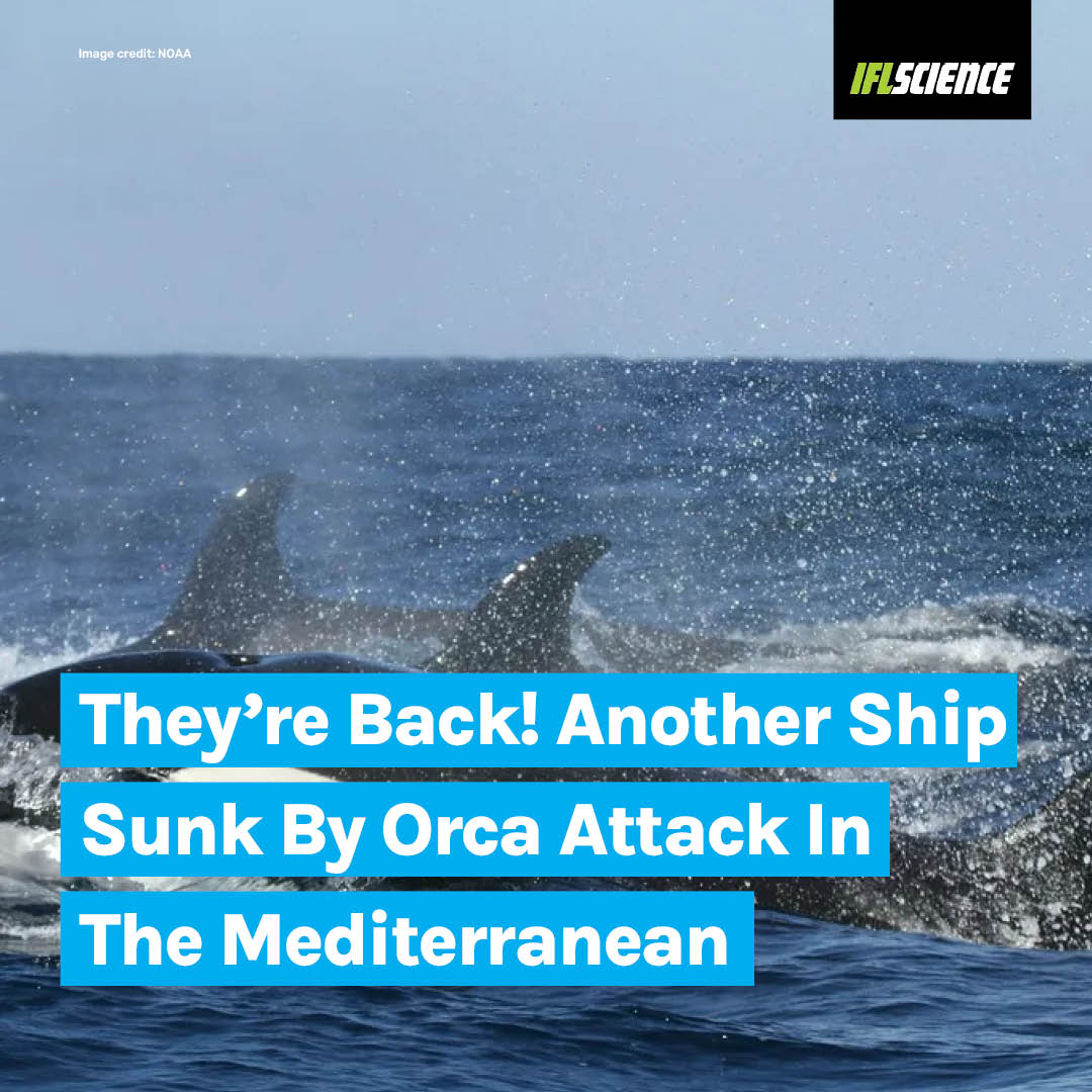 The orcas are back at it, sailors beware! Read more: ifls.online/4autVYA
