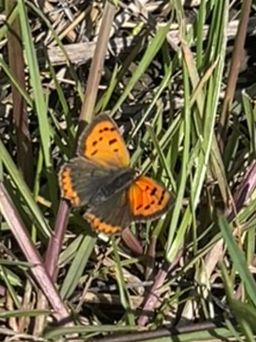 Just saw my 1st Small Copper of the year! 😀 At Chesterton Windmill. Yay - happy dance! #butterflies @BCWarwickshire @savebutterflies