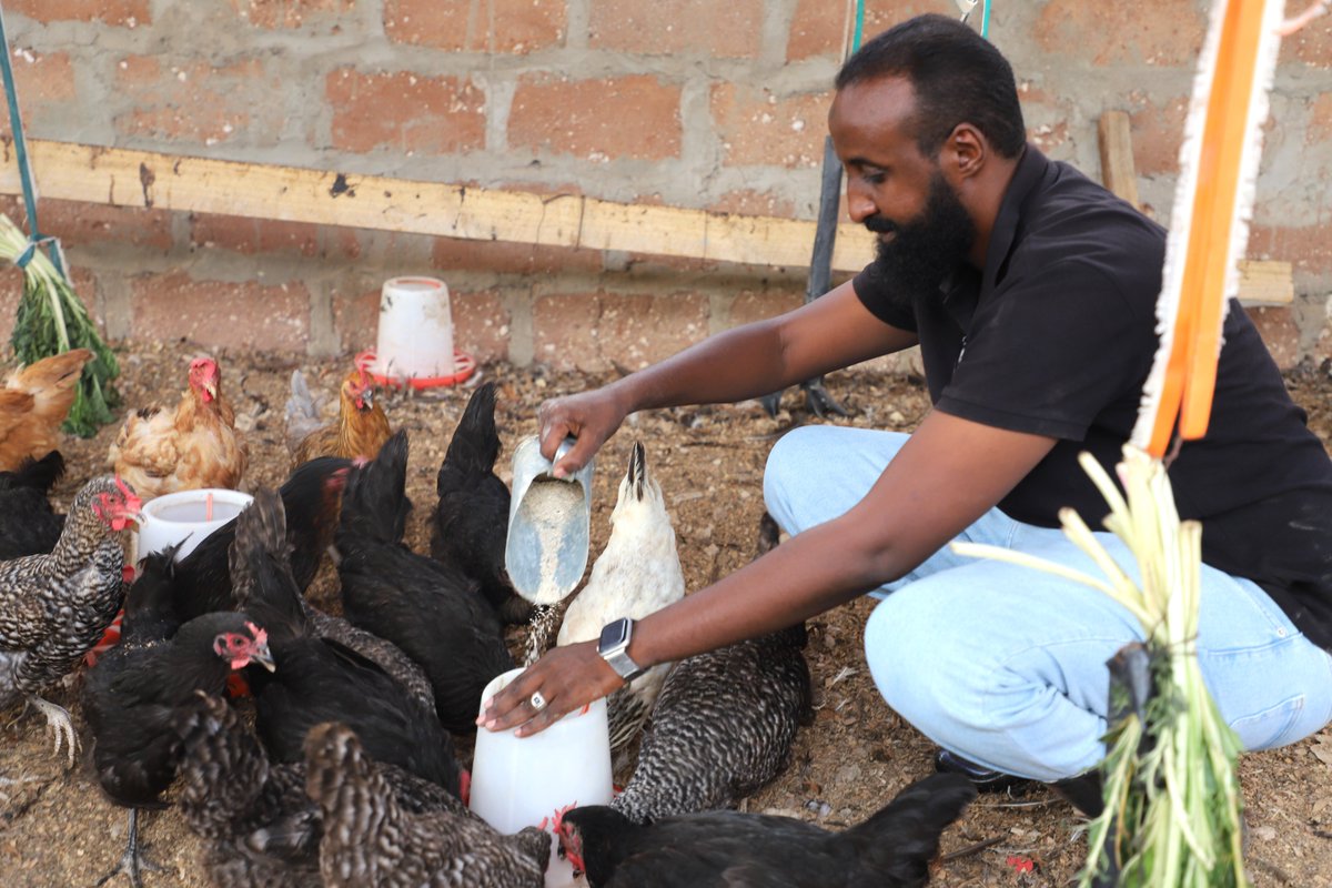From pastoralism to poultry! USAID-funded LMS Activity has supported 300+ startups in northern Kenya, easing pressure on grazing lands and boosting household incomes. 

"Producing poultry feed saved me 30%, providing extra income for my family - Nordeen Elyas, Wajir County.