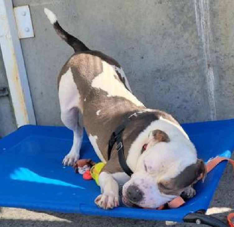 MyBoxerLuvMac1's tweet photo. 💞Zeusy Roll💞
#184692 3y
#NYCACC #NYC
#PuppyOfTheDay
#AdoptMe #RescueMe

Absolute goodest boy!
Course Vol FAV!
Affectionate, smart sweetheart!
So why is he 4gotten?
Vids in replies, says what all of us think!
Needs loving #Adopter/N.East #Foster, as only pet.

Pls #pledge 
💞ZR https://t.co/B8Ow9UaSLn