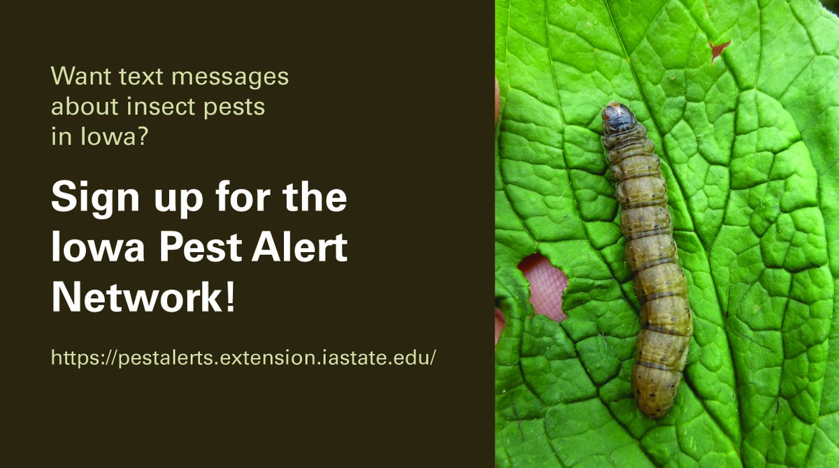 Do you want to receive text messages with information about insect pests in Iowa? Our goal is to give you timely scouting information about pests in your area. All you need is a cell phone number! pestalerts.extension.iastate.edu @erinwhodgson