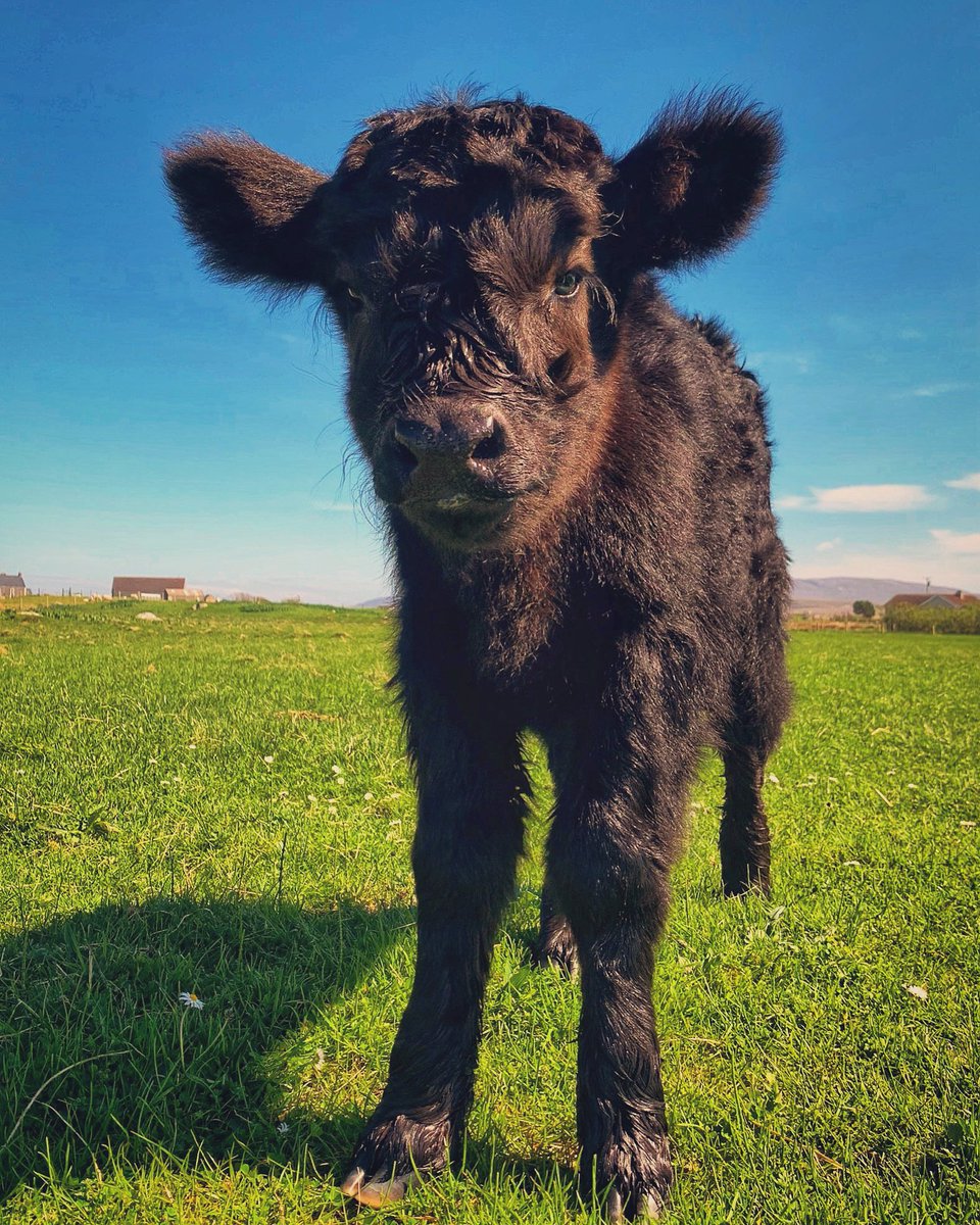 Fluffy little coos of mine…
Aurora (4 days old) 
and Scorcha (3 days old)

#WednesdayVibes #sunshine #farming #croft #GoodVibesOnly #spring #StormHour #jefinuist #outerhebrides #scotland