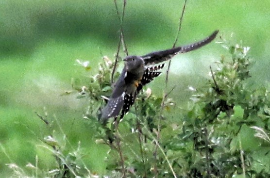 Poor distant record shots of a Cuckoo at Summer Leys today. #Northantsbirds #TwitterNatureCommunity