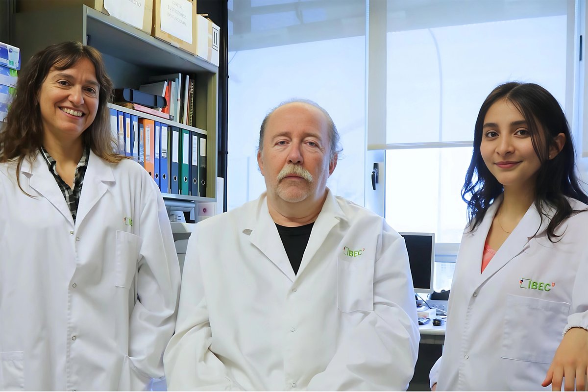 #RecercaUB | 🔬 Un estudi de la #UniBarcelona i l’@IBECBarcelona ha identificat un biomarcador de l’#Alzheimer en estadis asimptomàtics de la malaltia que ajudarà al diagnòstic i el tractament primerenc. 🎓 Lideren el treball @jadelrioub i @Rgavinmarin, de l’@UBneuroscience 👉