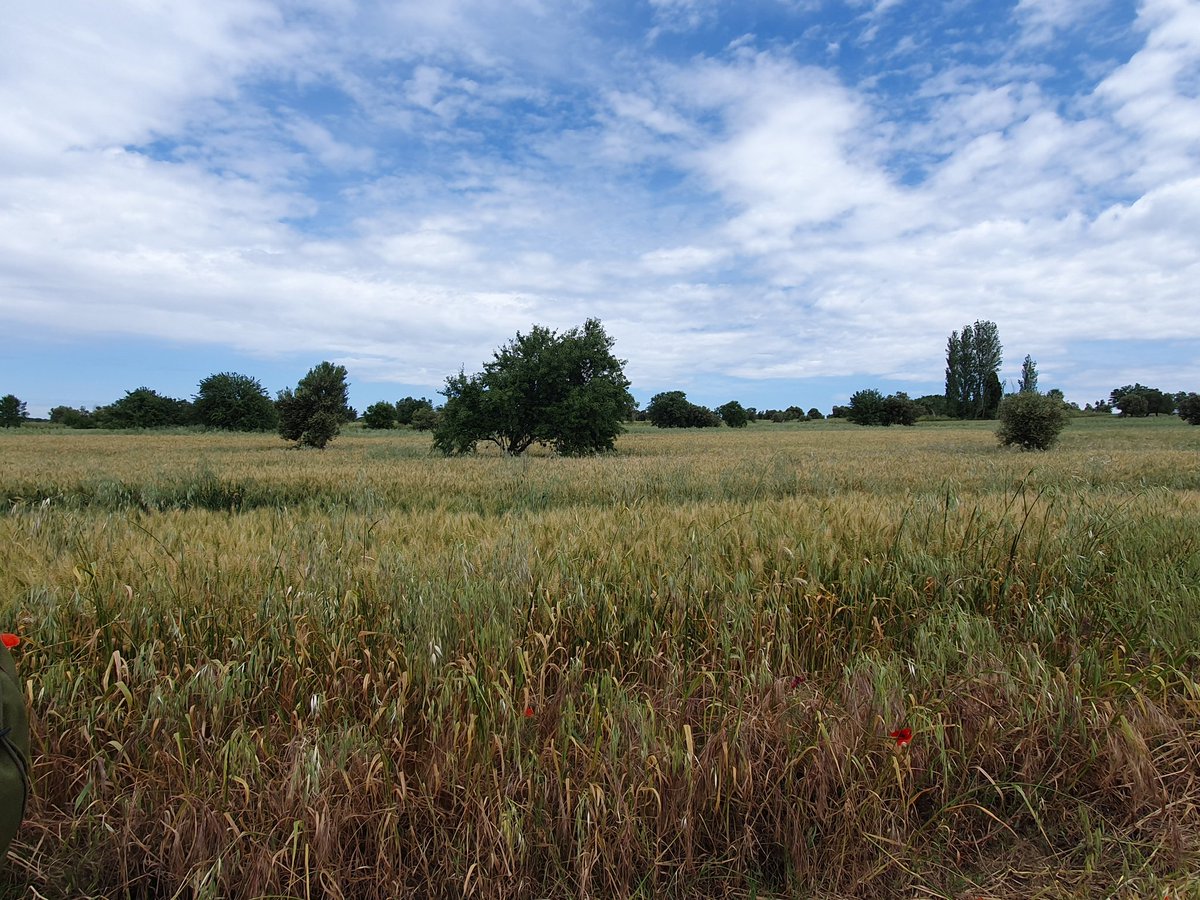 The 'Valhalla' of 1/4th King's Own Scottish Borderers on 12th July 1915 at Achi Baba Nullah #Gallipoli