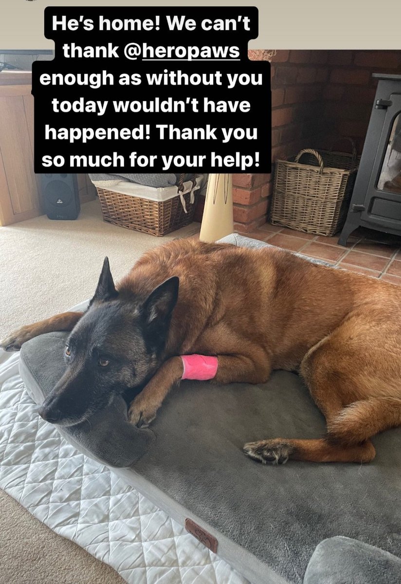 Get well soon, retired British Army protection Dog Duuk 
Unexpected bills, too panic his poor hoomans when ur insurance vetos you. Don't panic. We've got u.

Thank you to everyone who supports us. This is why you are so im-paw-tant to us 

heropawsuk.enthuse.com/cp/535fb/donat…
