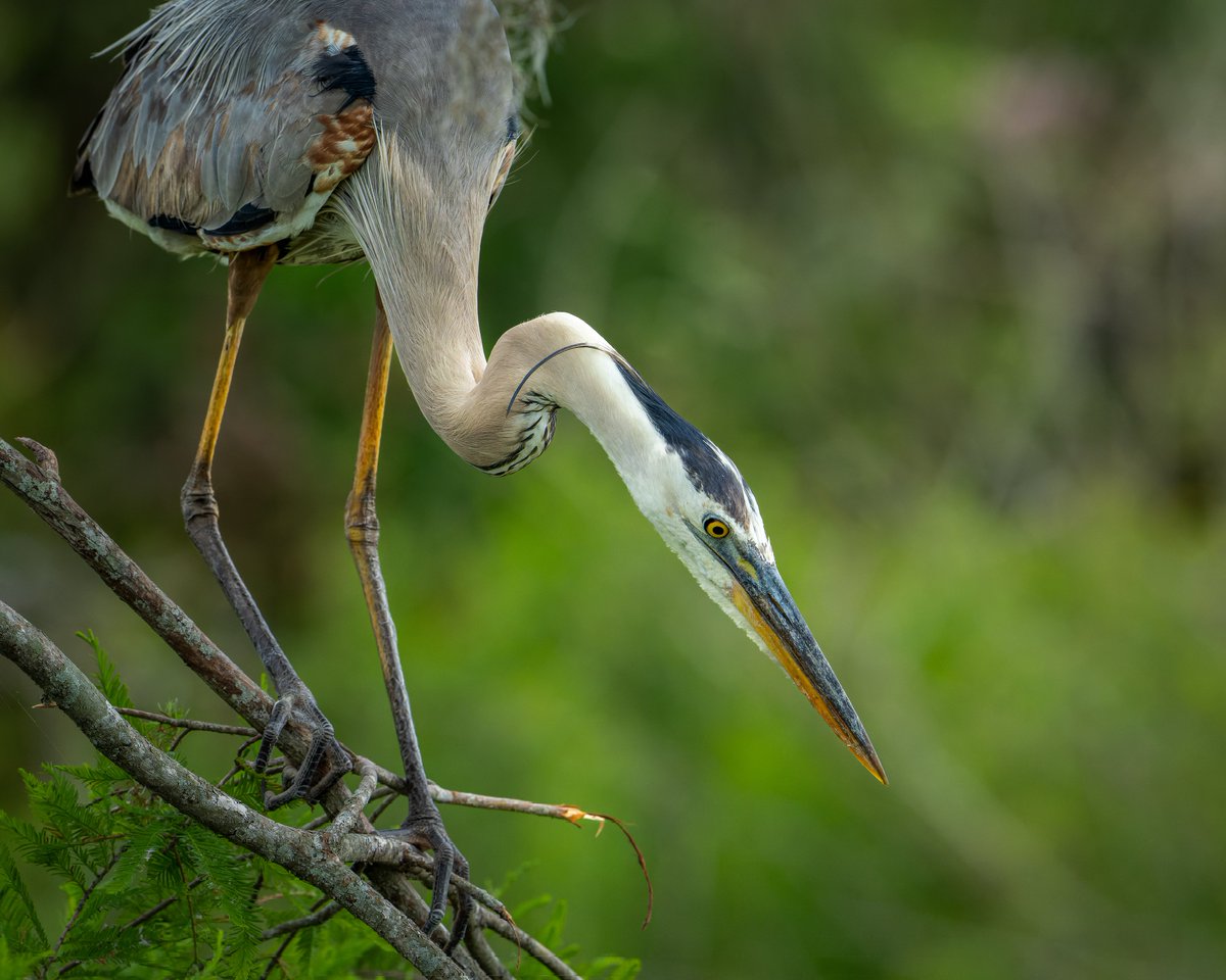 Great Blue Heron searching for the perfect stick for the nest... #photography #naturephotography #wildlifephotography #thelittlethings