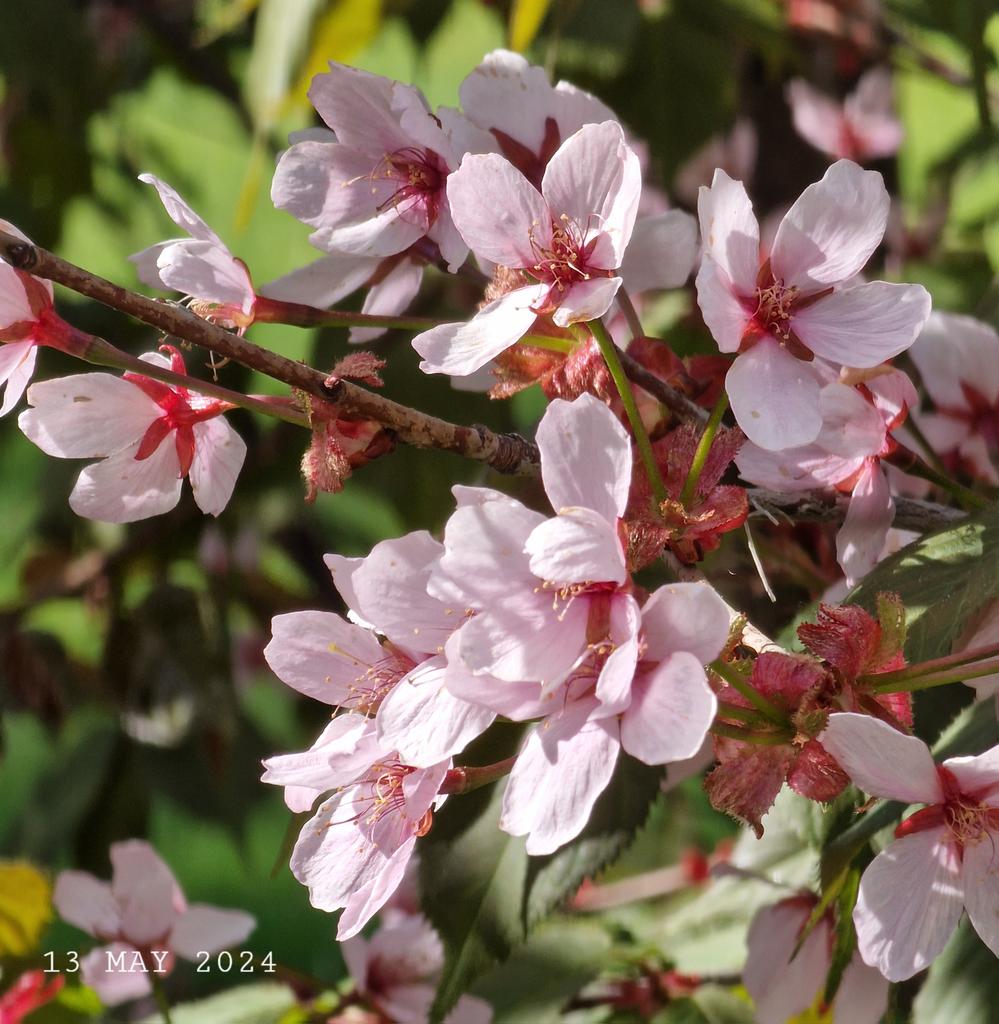 Sakura flowers.
#nature #spring #flowering #sakura #trees #flowers #FlowersPhoto #SpringPhoto