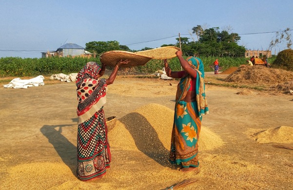 নবান্নের উৎসবে মেতেছে কিশোরগঞ্জ।