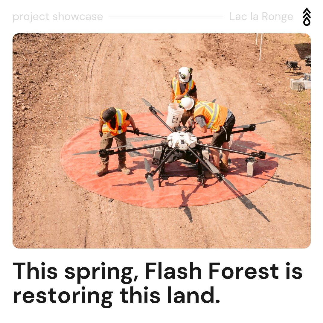 Flash Forest tweet media