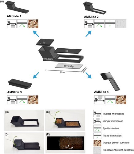 Amazing! by <a href="/JenMcgaley/">Jen McGaley</a> - a game changer for arbuscule development time-lapse imaging!
The AMSlide for noninvasive time‐lapse imaging of arbuscular mycorrhizal symbiosis 
onlinelibrary.wiley.com/doi/full/10.11…