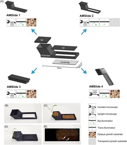 Amazing! by @JenMcgaley - a game changer for arbuscule development time-lapse imaging! The AMSlide for noninvasive time‐lapse imaging of arbuscular mycorrhizal symbiosis onlinelibrary.wiley.com/doi/full/10.11…