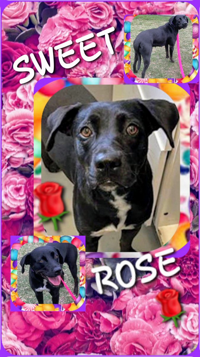 🚨⏰ ROSE 🌹 #A366978 1 yo 44 pound Lab Mix, SWEET🥰 friendly SHY and already DOOMED to DIE 5/20! WTHeck? 😡 Unbelievable, she's only ONE YEAR OLD! 😫🖤 Please HELP! 🙏 Pledge here OR you can FOSTER or ADOPT at CORPUS CHRISTI AC 📧 ccacsrescues@cctexas.com 📞 361-826-4630