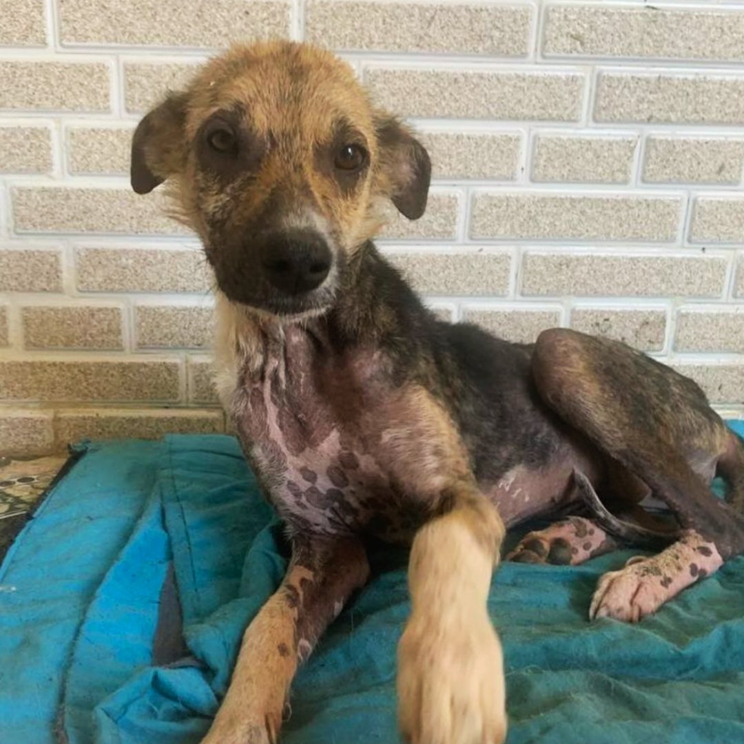 BEKKI UPDATE: Thank you to everyone who has supported Bekki so far after she was rescued from the streets of Tangier in a heartbreaking state. She is doing a lot better but still really needs your help. ❤️‍🩹 After undergoing urgent tests, it was discovered that Bekki was suffering