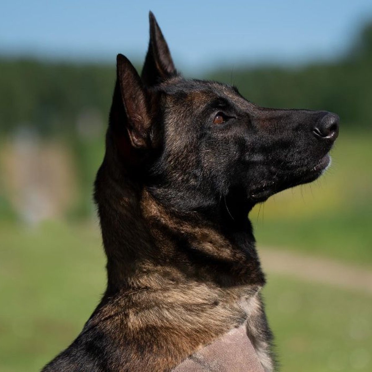 Luna 🐾 'De lieve kruising Mechelaar die liever bij je op de bank ligt dan dat ze werkdrift heeft.' Luna is recent geopereerd. Hierdoor heeft zij geen last meer en nu kan zij pijnvrij door het leven! Het gastgezin was erg gesteld op Luna. Omschrijving:.. dierenasielzwolle.nl/adopt/luna/