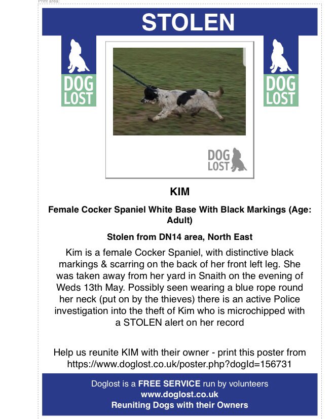 RachaelB100's tweet photo. #SpanielHour
KIM #Stolen #PetTheft
Female #CockerSpaniel
large scar back of her left front leg which is visible
#Missing #Snaith Area & Spotted in #Hensall #DN14 #NorthEast
Since 13/05/2020
#Chipped #ScanThatChip
https://t.co/MfT2qbFNPJ https://t.co/TMaPecFZxq