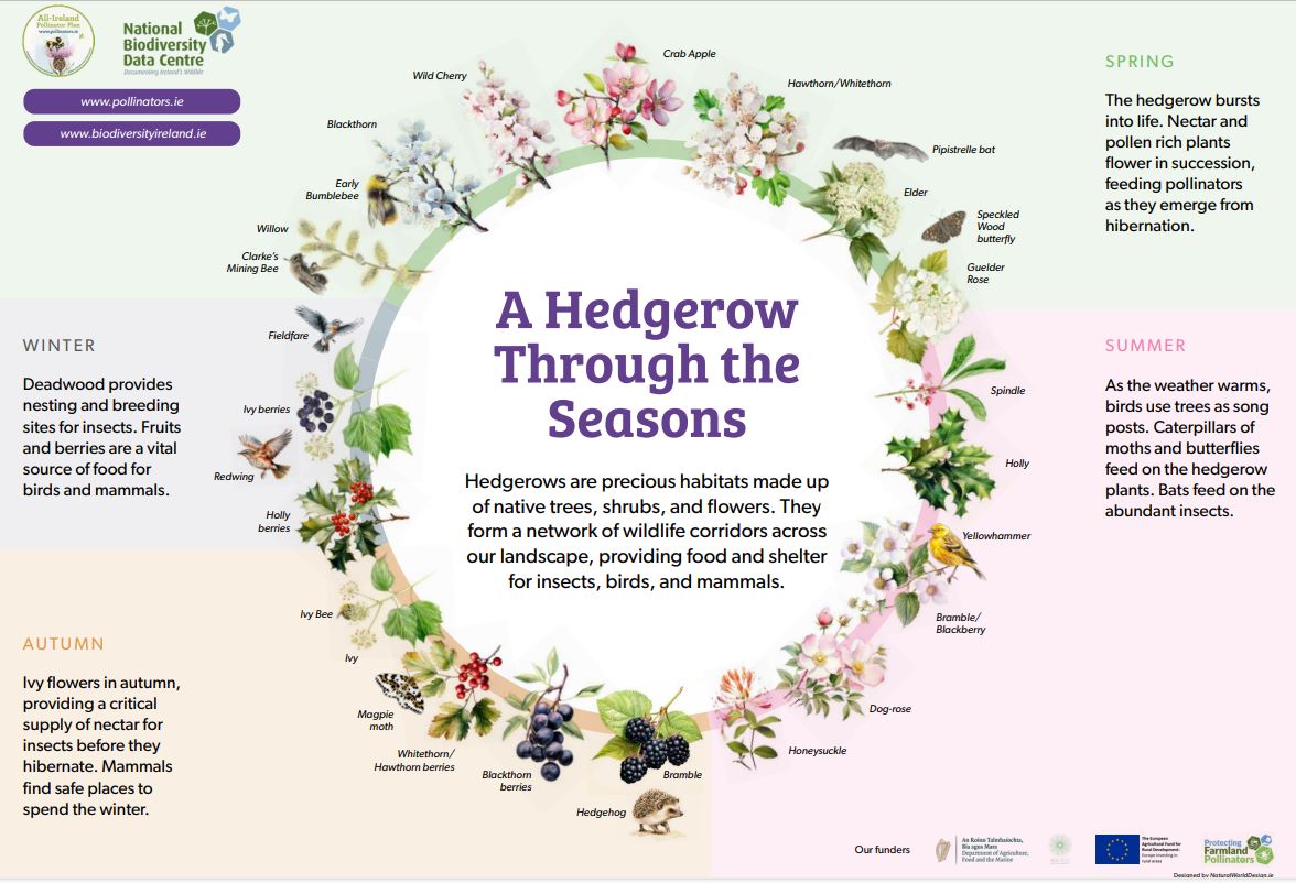 New UK research reveals that enhancing hedgerows with early blooming species, like Red dead-nettle, Hawthorn & Willow, can improve bumblebee colony success rate from 35% to 100% #FestivalOfFarmlandBiodiversity Read the study here➡️ tinyurl.com/553jnc5r