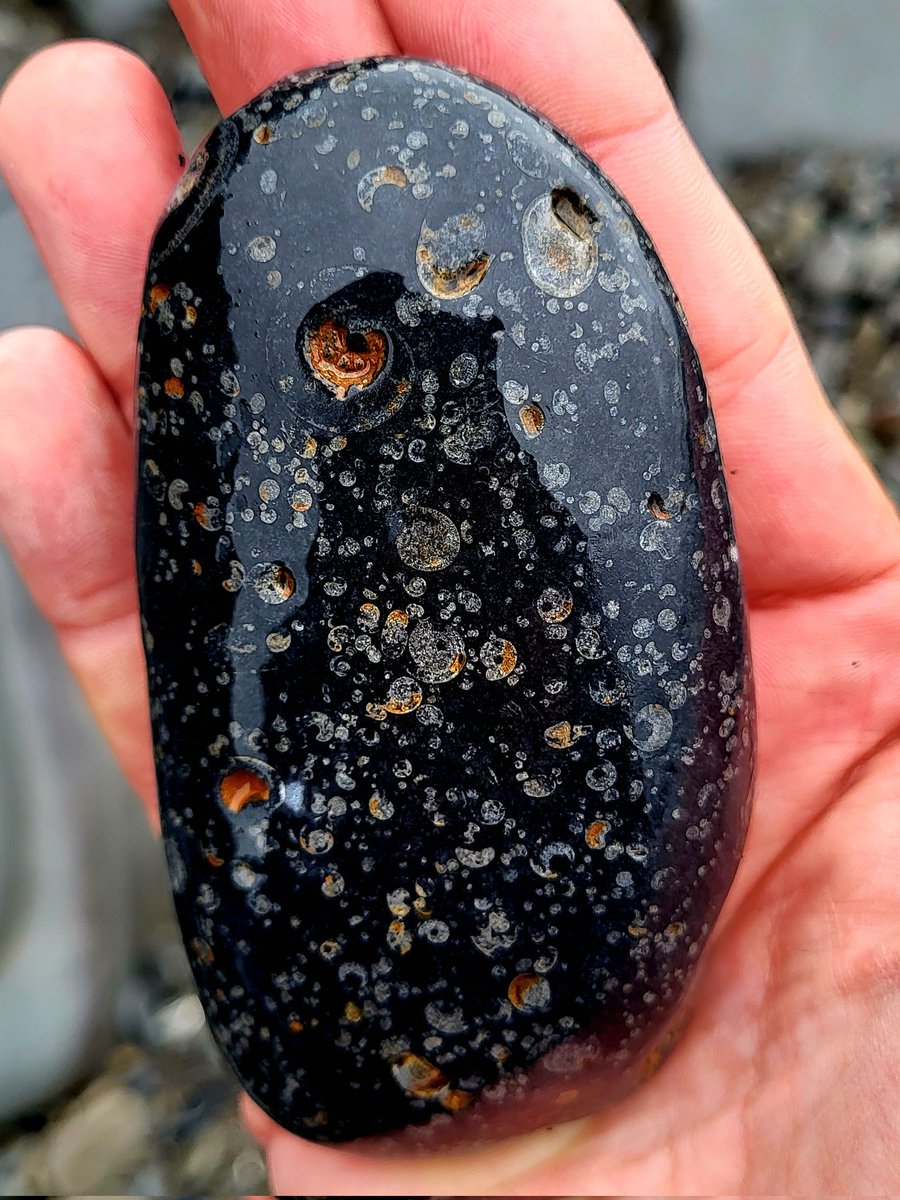 A Goniatite fossil encrusted pebble from beneath the Cliffs of Moher. The shells of these ancient relatives of modern cephalopods littered the sea floor that covered this area over 300 million years ago. County Clare, Ireland.
