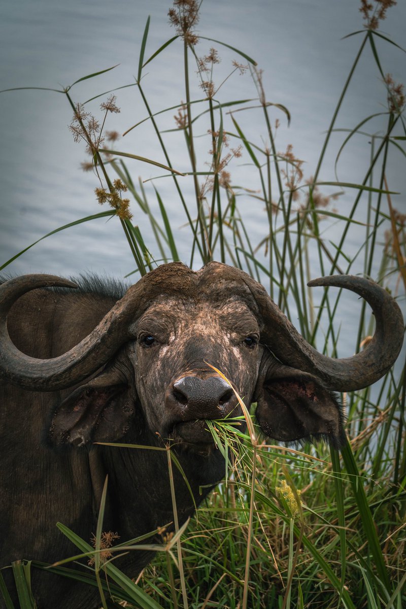Wild wonders of Nairobi National Park: from majestic lions to graceful Eland , every creature tells a story of resilience and beauty. PRINTS AVAILABLE
