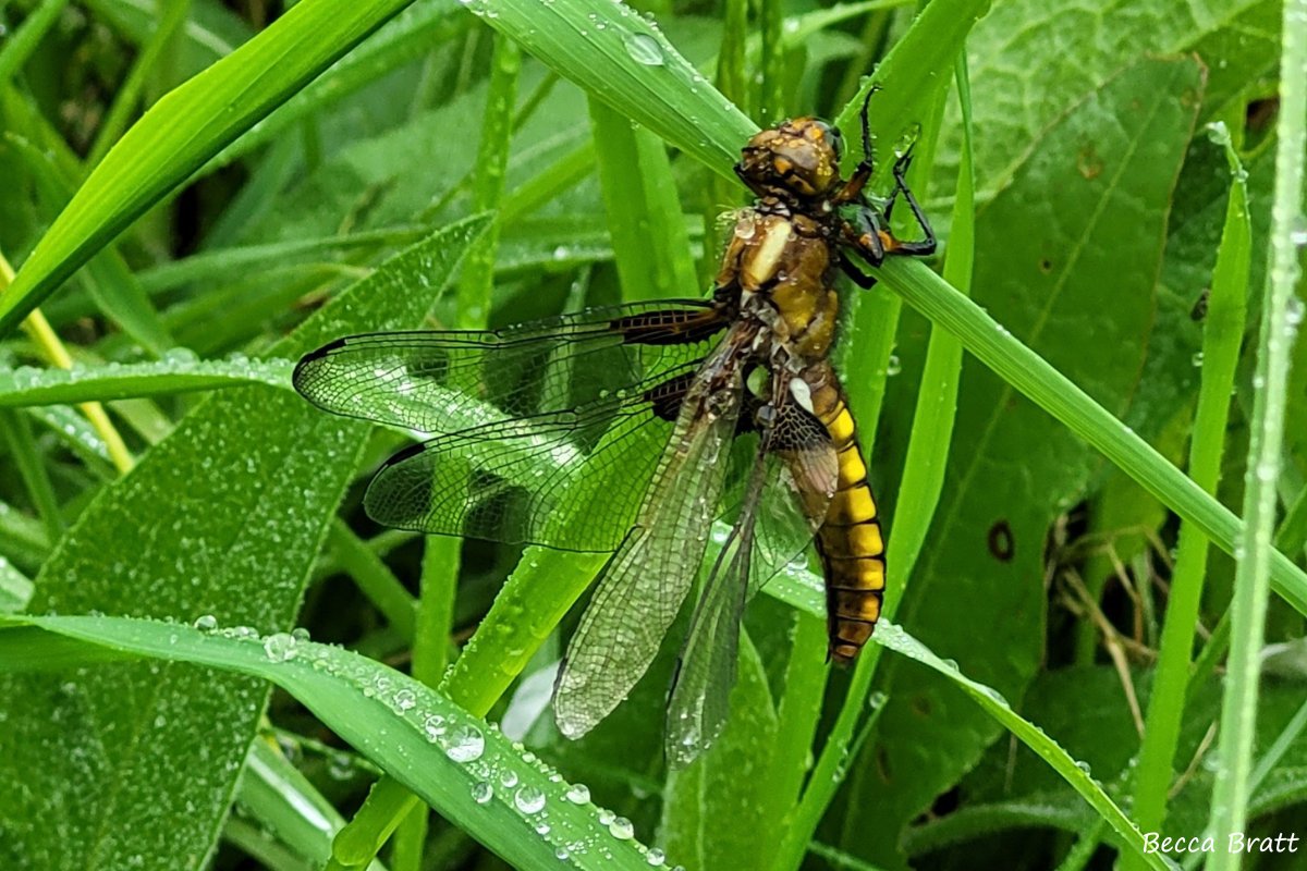 This dragonfly has been spotted dancing around wetlands across #Worcestershire. Have you spotted a broad-bodied chaser yet? We’d love to know! Upload your photo and submit your sighting on our website 👇 worcswildlifetrust.co.uk/wildlife-sight…
