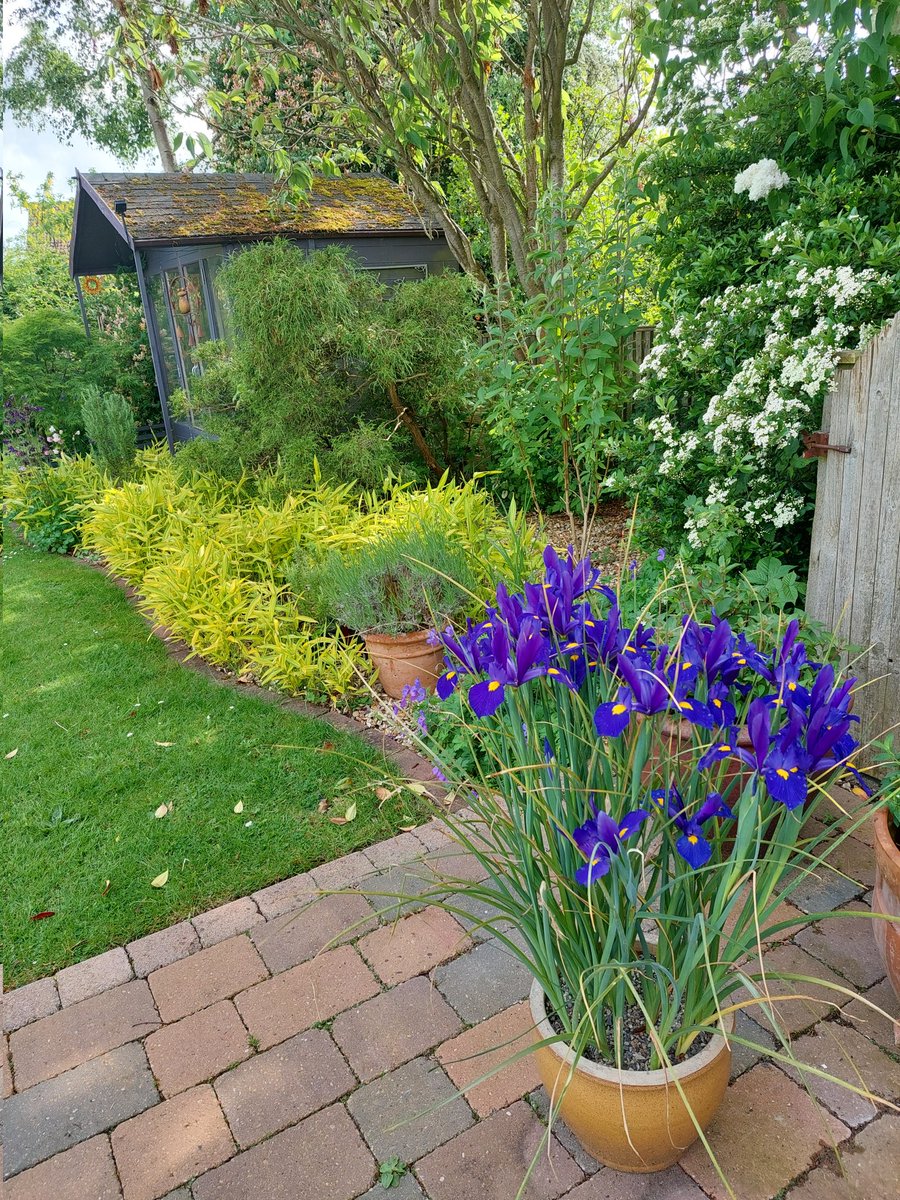 Floofs of the day, the irises are flowering and everything is growing at last.