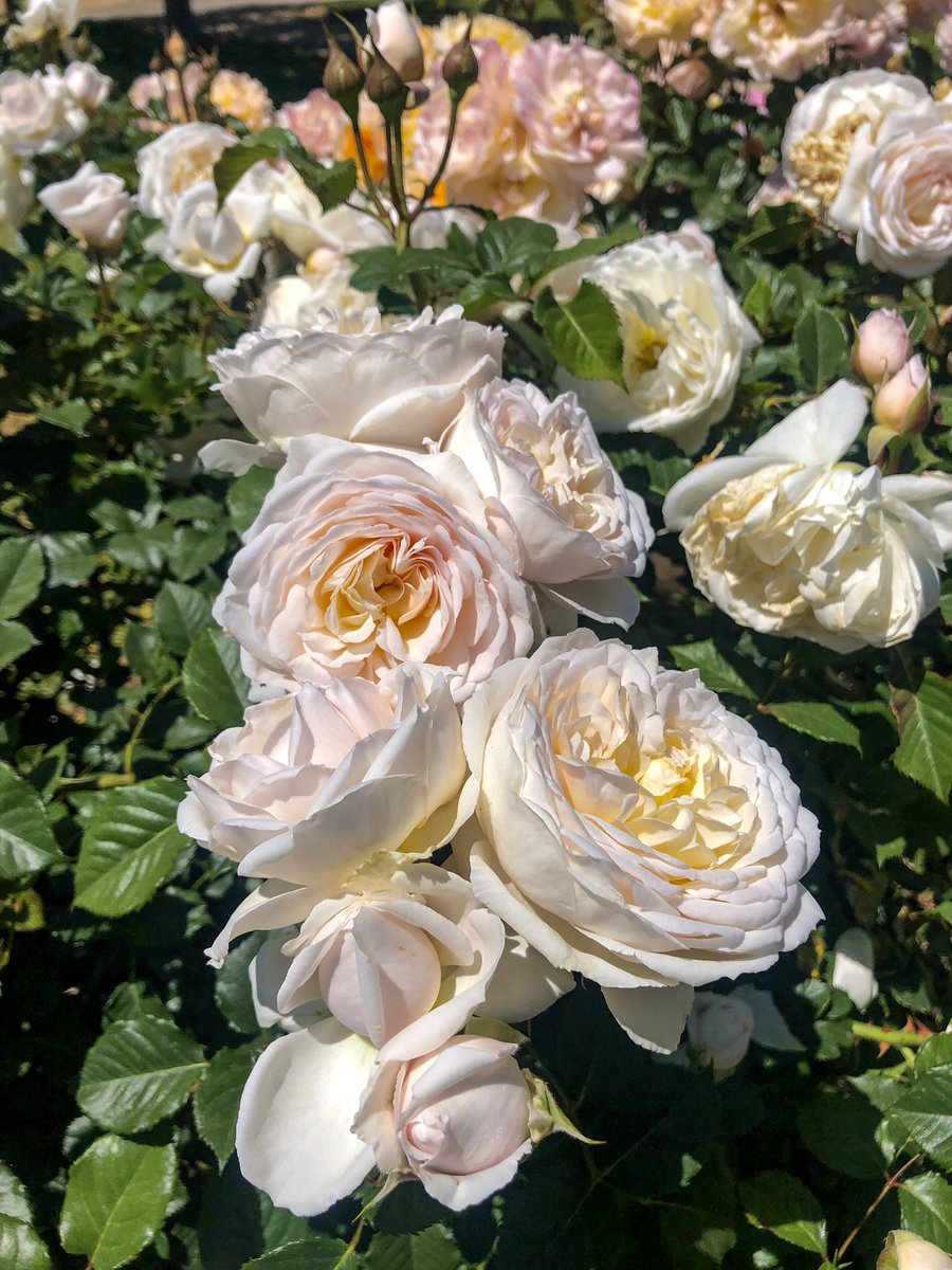 ___loloXOXO's tweet photo. Más flores https://t.co/PczRDTKZmt