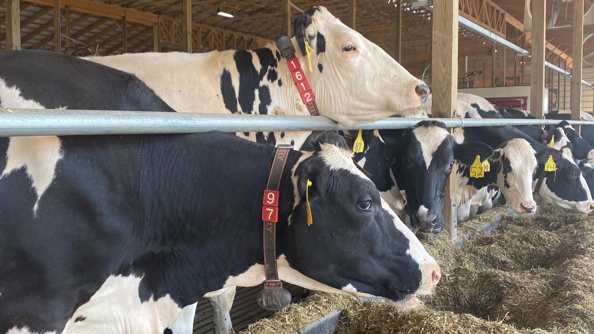 Technology used to monitor cow behavior and development has evolved significantly over the past 10 years, says Ohio dairy #farmer Frank Burkett. These advances enable Frank and farmers like him to monitor cow health and behavior more effectively! bit.ly/MeetFrankBurke…