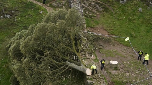 The two men who cut down the Sycamore tree at Sycamore Gap have been sent from the magistrates court to the Crown Court because the tree was valued at £622,000. They will be looking at a sentence of 2-3 years if the Crown Court upholds this valuation.