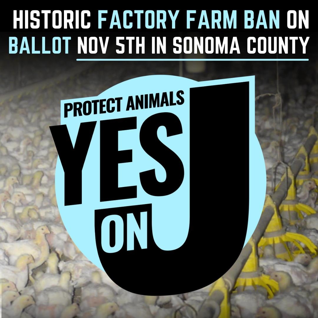 Measure J is official! The first U.S. countywide vote to prohibit factory farms will take place Nov. 5 in Sonoma County, CA. #YesOnJ #StopFactoryFarming #ProtectAnimals