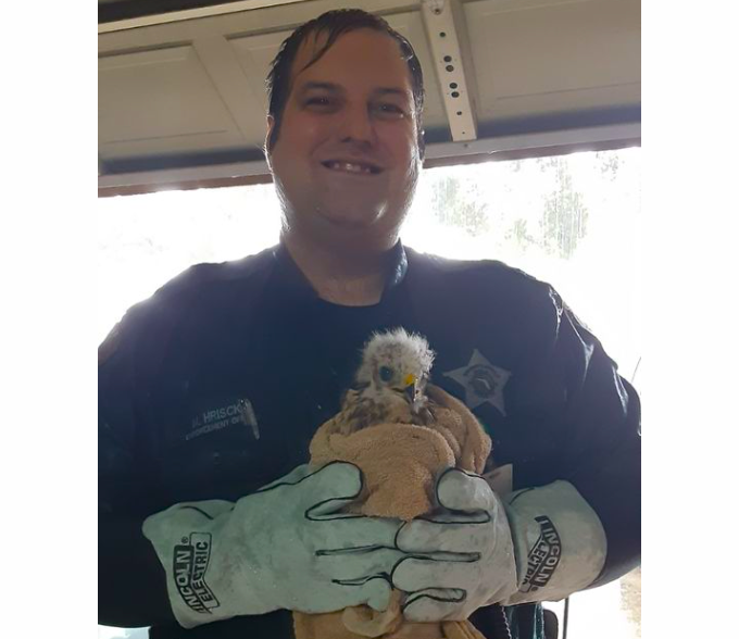Pretty strong storm moved through Wednesday morning in Polk County, and this poor baby got caught out in it. We're not talking about Animal Control Officer Hriscko...although he did get caught out in it...while rescuing this baby osprey in Winter Haven. The Raptor Center of