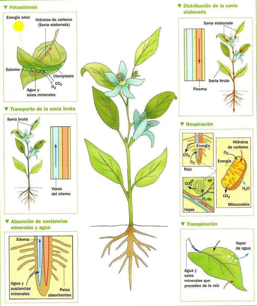 InteresAgro's tweet photo. Procesos Involucrados en la Nutrición de la Planta 🌱🧑‍🌾

Las plantas realizan varios procesos esenciales para su nutrición y crecimiento, asegurando la obtención y distribución de nutrientes necesarios. https://t.co/rxHFN9ge9F