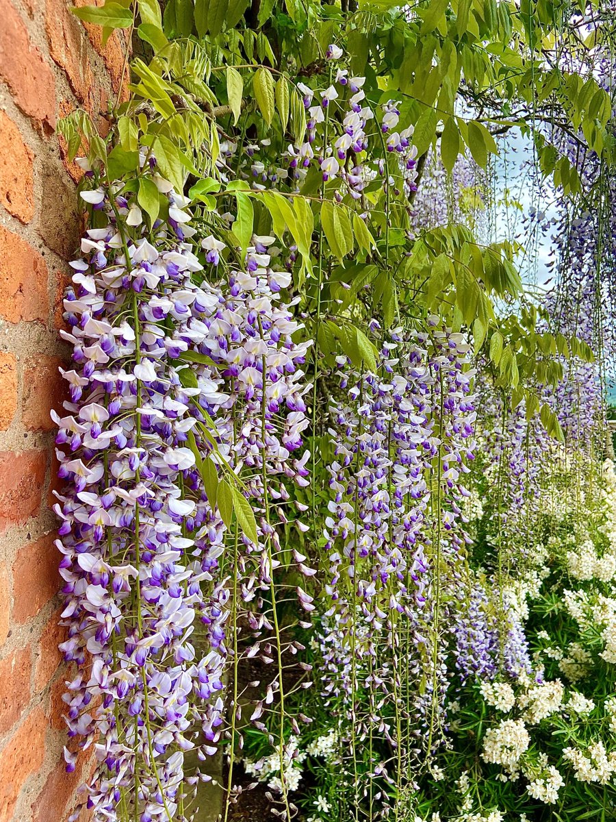 Mae cyfnod blodeuo’r wisteria yn @PowisCastleNT, peidiwch â cholli’r cyfle i weld y blodau tymhorol arbennig yma ar y Terasau Eidalaidd. Dewch i ymweld â ni yn ystod yr wythnos neu bythefnos nesaf i weld y wisteria ar ei orau: bit.ly/2KHQKBF