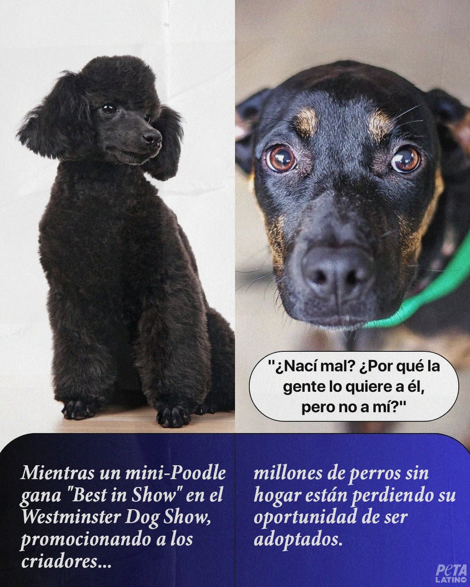 Criadores De Perros Latinos