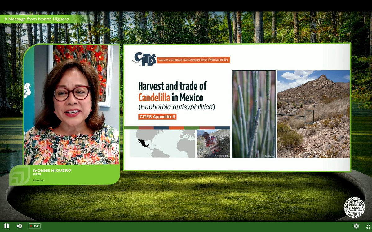 Grateful to join #WorldSpeciesCongress today, sharing the story of Candelilla succulent harvest and trade in Mexico! 🌱 With stronger @CITES implementation, we better serve #PeopleAndPlanet and ensure int'l #wildlifetrade is sustainable, legal & traceable. @IUCN @ReversetheRed1